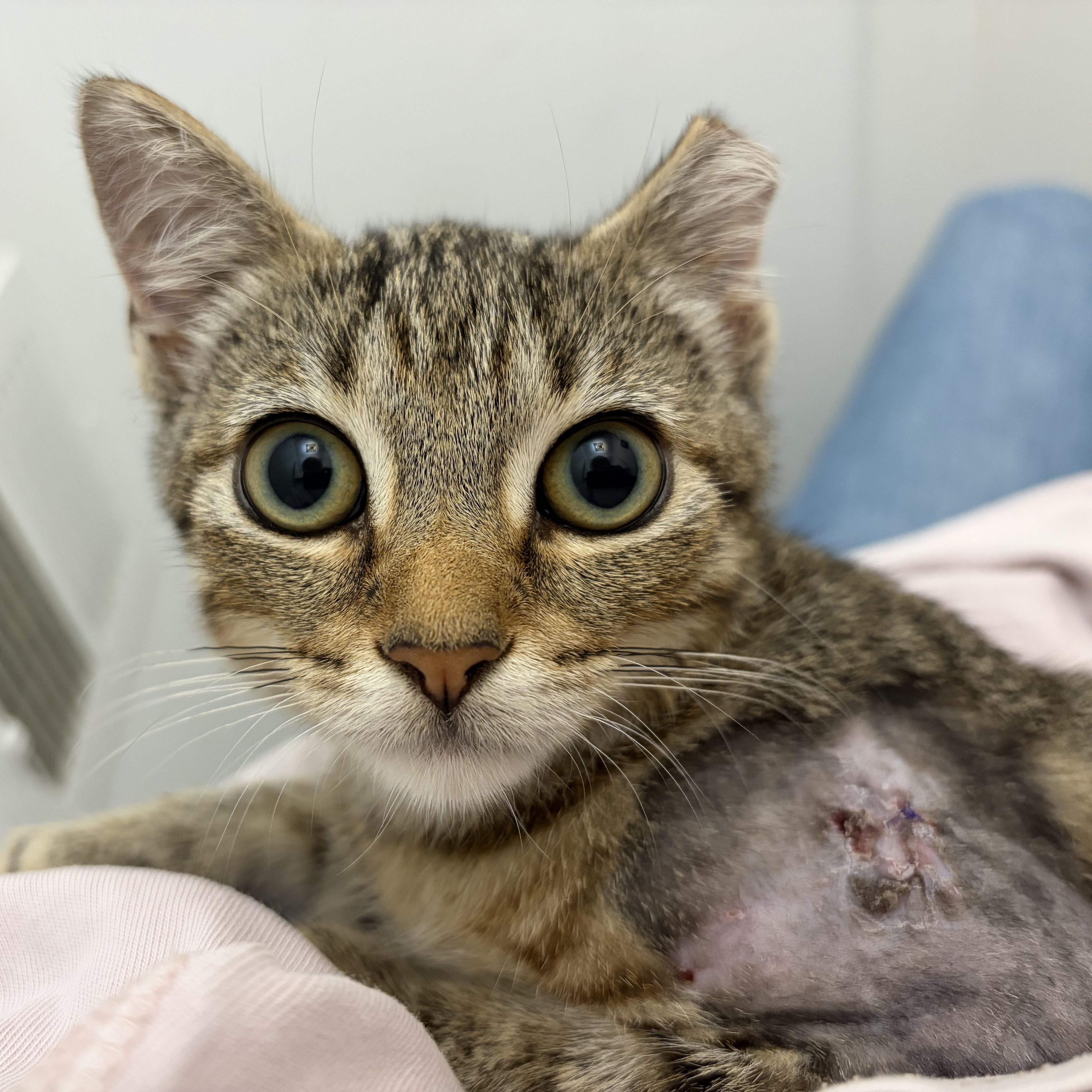 A baby medium-sized male Tabby (Buff / Tan / Fawn) Domestic Short Hair cat named Porter for adoption in Roslyn Heights, NY