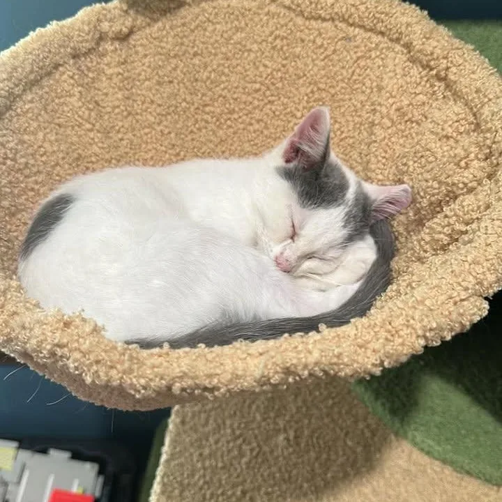 A baby medium-sized female Gray & White Domestic Short Hair cat named Skoozy for adoption in Leitchfield, KY