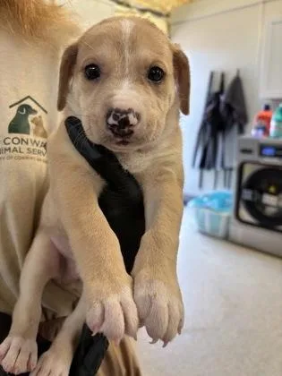 A baby small-sized male Retriever dog named Sheldon for adoption in Conway, AR