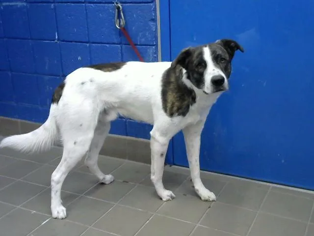 A young large-sized male Anatolian Shepherd dog named Bono for adoption in Albuquerque, NM