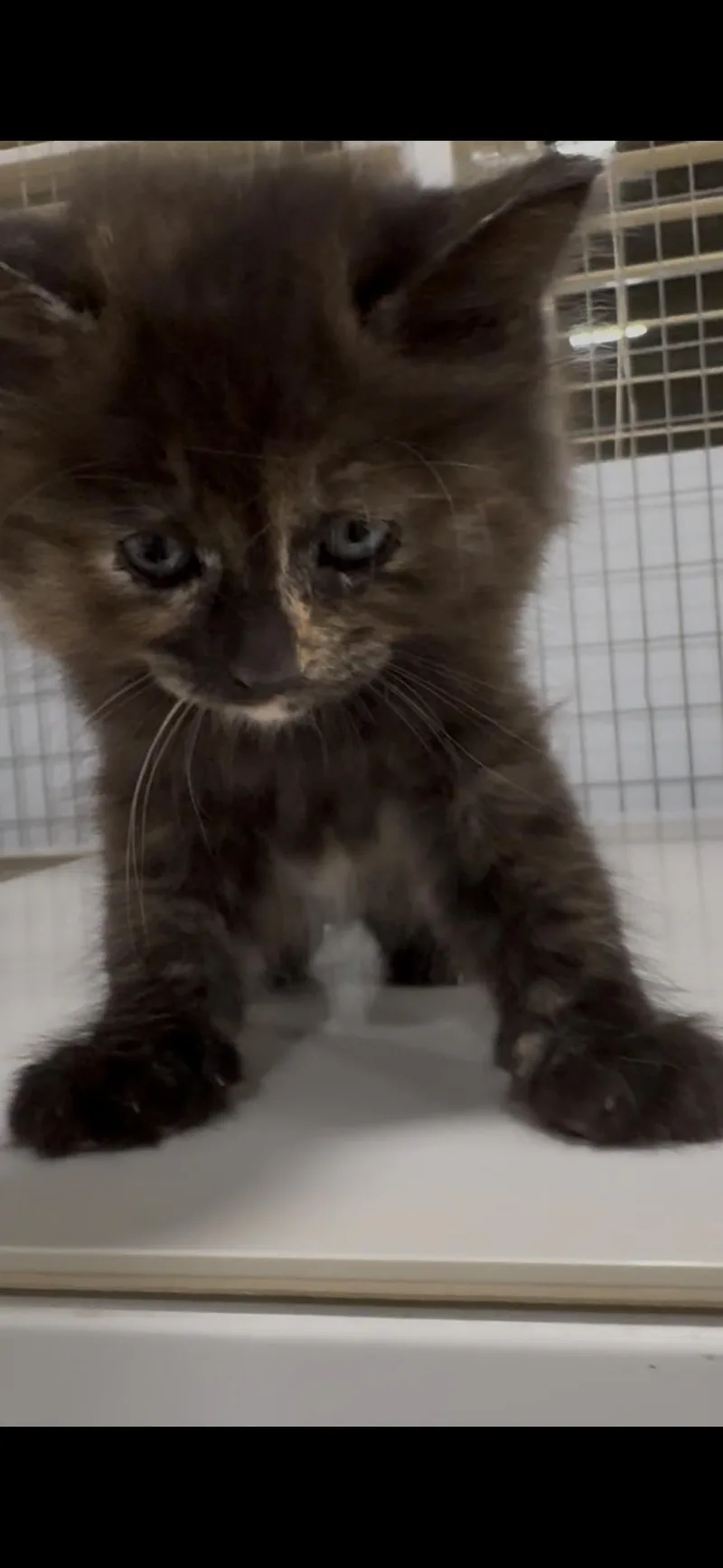 A baby small-sized female Domestic Long Hair cat named Whitley X for adoption in Winder, GA
