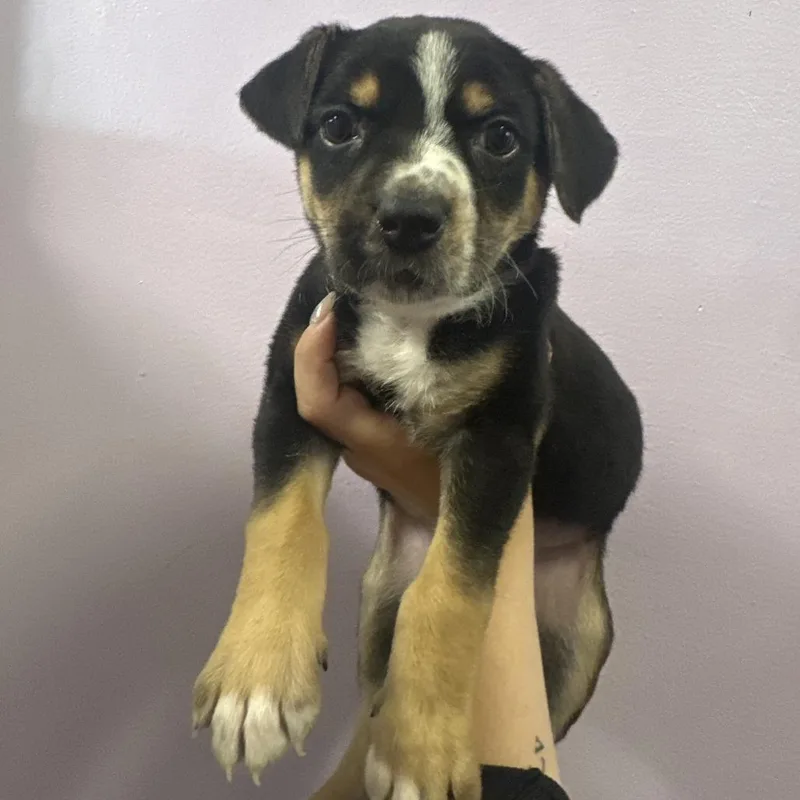 A baby small-sized male Black Shepherd dog named Liv for adoption in Northbrook, IL