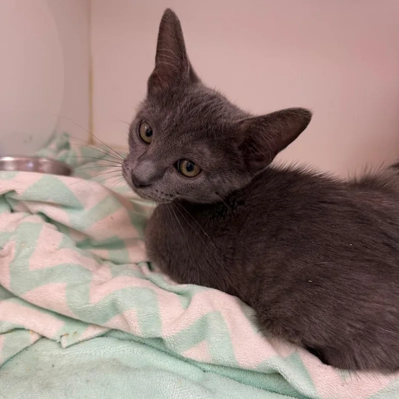 A baby small-sized male Gray / Blue / Silver Domestic Short Hair cat named Habanero for adoption in Salt Lake City, UT