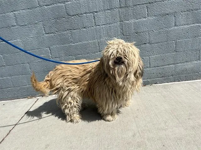 An adult medium-sized male Terrier dog named Harry for adoption in Baldwin Park, CA