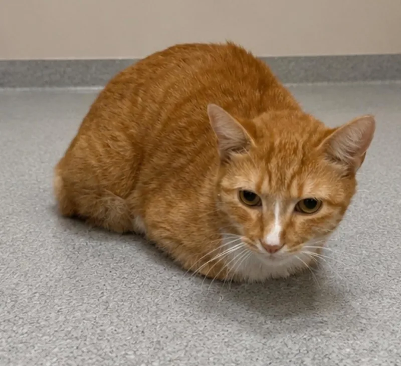 An adult medium-sized female Domestic Short Hair cat named Harry for adoption in Seven Points, TX