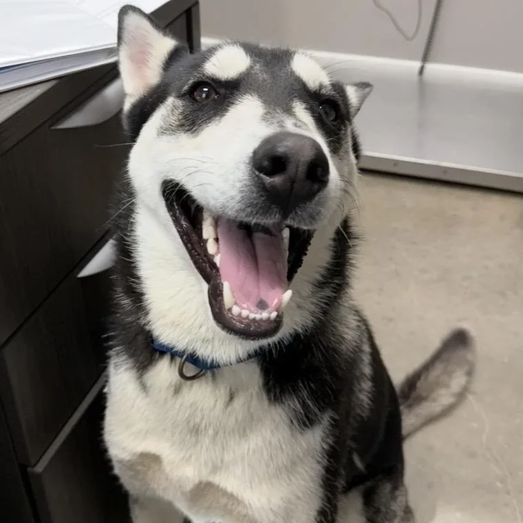 An adult medium-sized male Black Siberian Husky dog named Meeko for adoption in Midland, TX