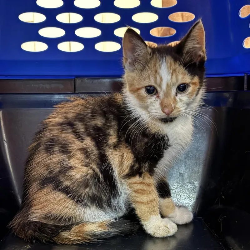 A baby small-sized female Calico Domestic Short Hair cat named Brittany for adoption in Johnstown, PA