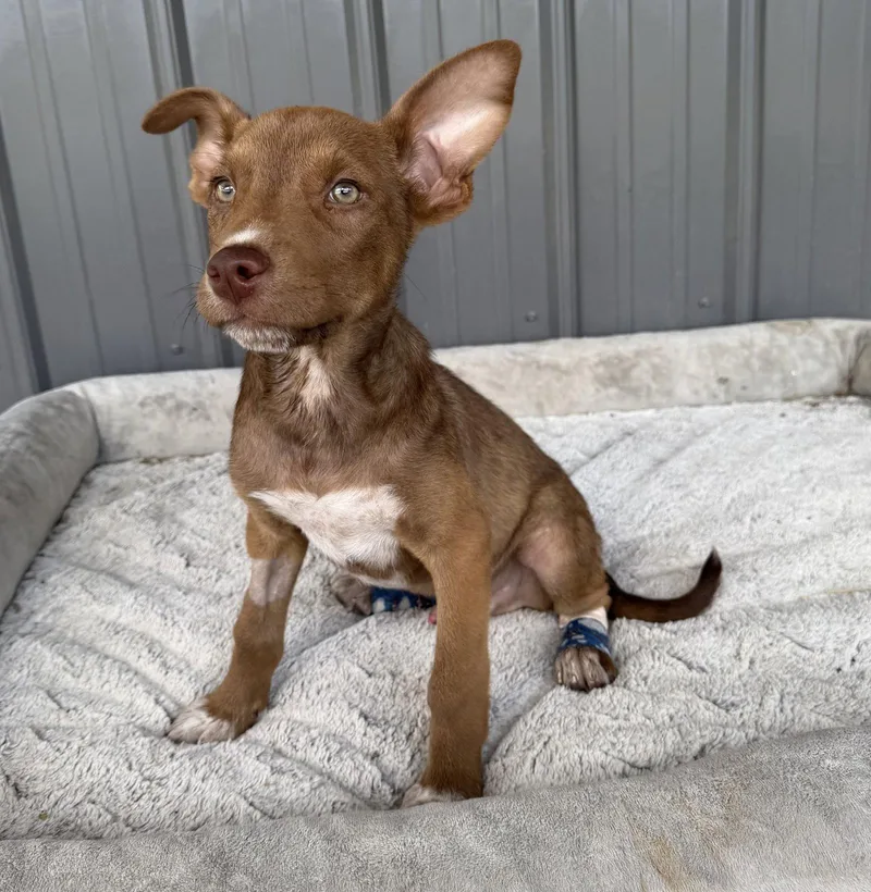 A baby medium-sized male Australian Cattle Dog / Blue Heeler dog named Volt for adoption in Nashville, TN