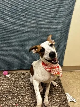 A young medium-sized female Mixed Breed dog named Sourdough for adoption in Hamilton, OH