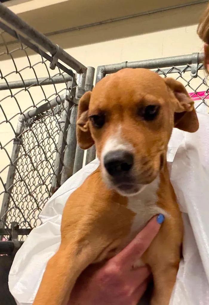 A baby medium-sized female Labrador Retriever dog named Petunia $ for adoption in Milwaukee, WI
