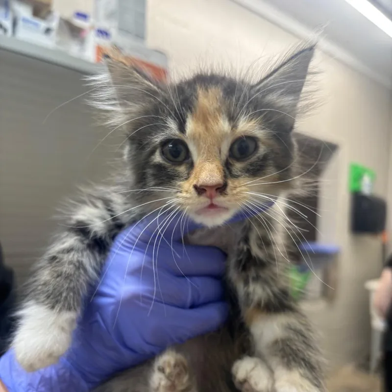 A baby small-sized female Calico Domestic Medium Hair cat named Swirl for adoption in Clanton, AL