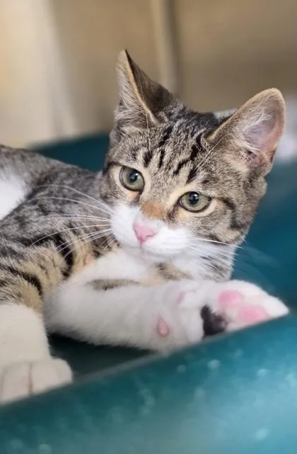 A baby small-sized female Domestic Short Hair cat named Rain for adoption in Honolulu, HI