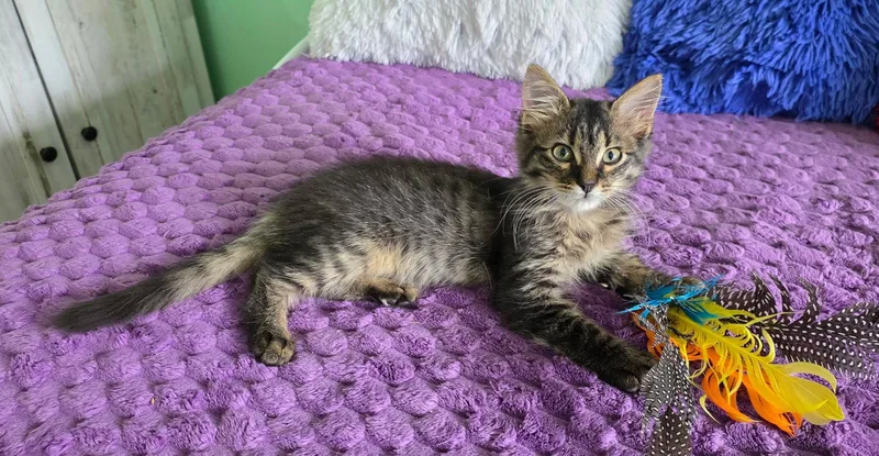 A baby medium-sized female Domestic Long Hair cat named Kiki for adoption in Magnolia Springs, AL