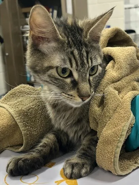 A young medium-sized female Domestic Medium Hair cat named Aspen for adoption in Upper Marlboro, MD