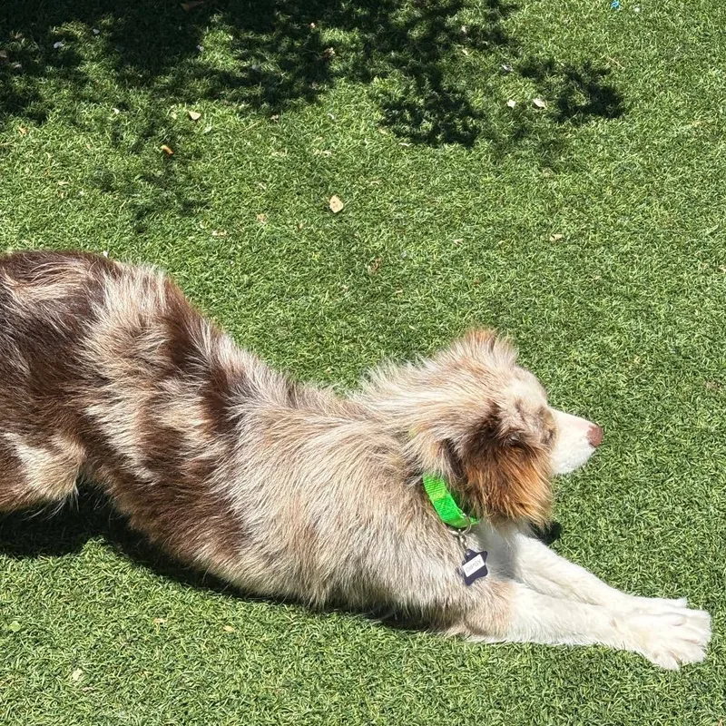 A young small-sized female Brown / Chocolate Australian Shepherd dog named Dipsy for adoption in San Francisco, CA