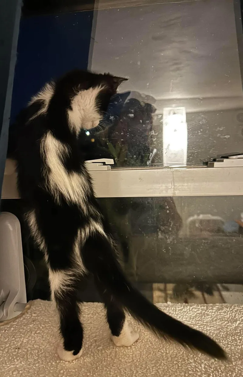 A baby small-sized male Black & White / Tuxedo Domestic Short Hair cat named Cookie N. Cream for adoption in Bloomsdale, MO