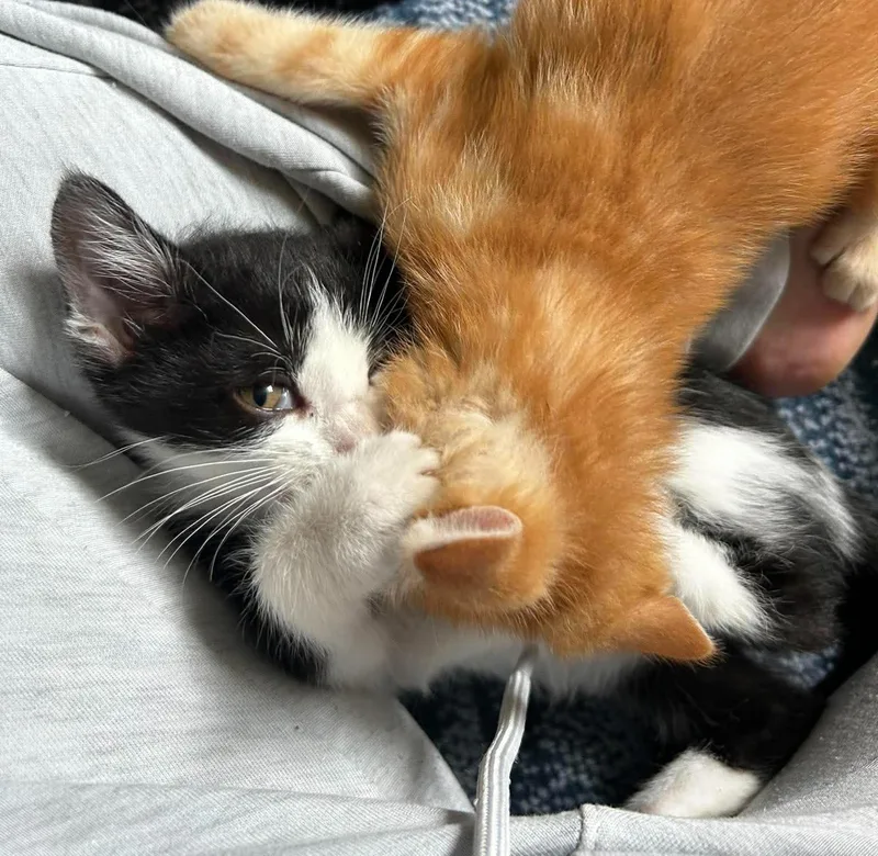 Cookie N. Cream thumbnail 2