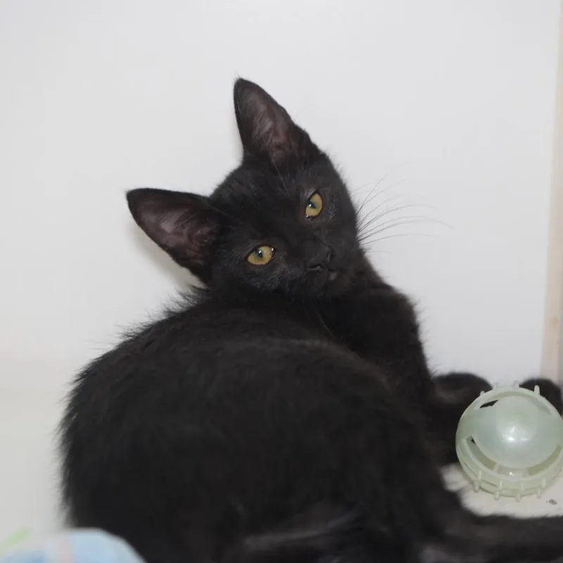 A baby small-sized female Black Domestic Short Hair cat named Brittany for adoption in Coachella, CA