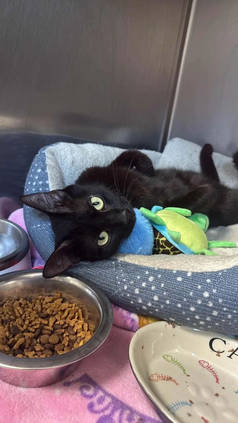 An adult medium-sized female Black Domestic Short Hair cat named Maeve for adoption in Lock Haven, PA