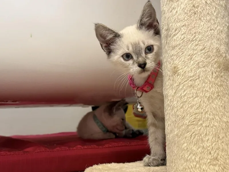 A baby small-sized male Siamese cat named Asher for adoption in Saint Augustine, FL