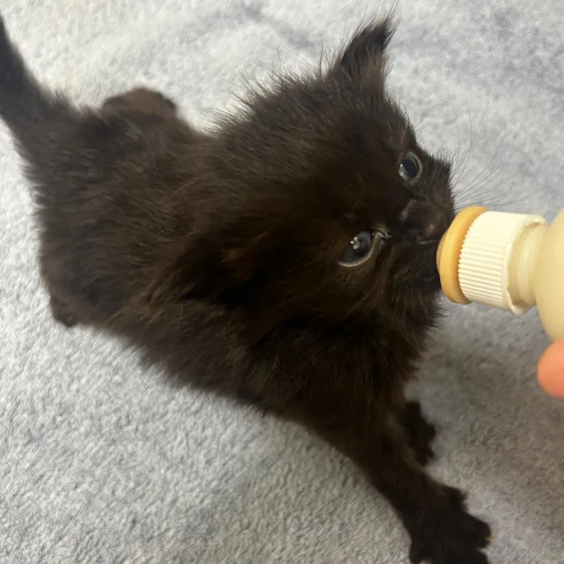 A baby small-sized female Domestic Medium Hair cat named Sovraah for adoption in Shinnston, WV