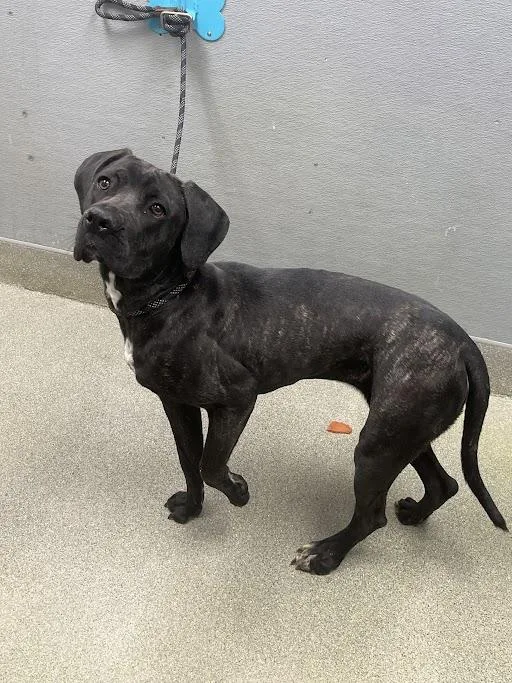 A young large-sized female Cane Corso dog named Baila for adoption in Las Vegas, NV
