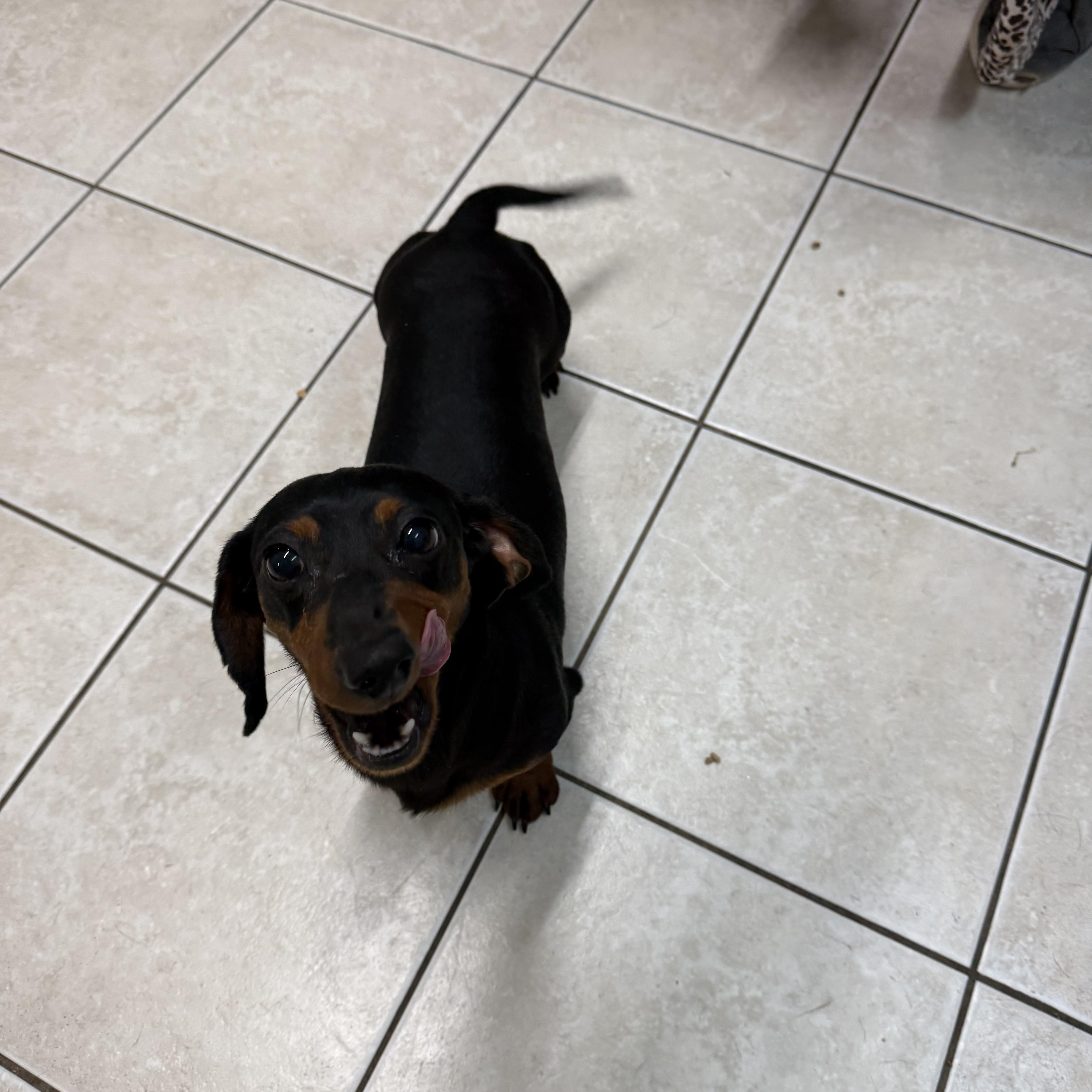 An adult small-sized male Bicolor Dachshund dog named Oscar for adoption in Hendersonville, TN