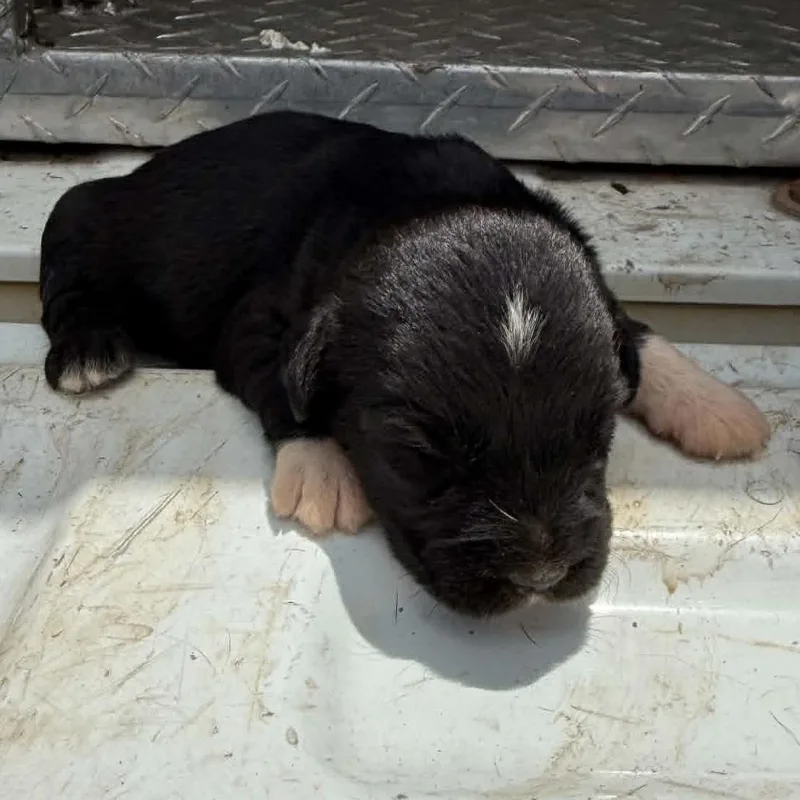 A baby small-sized female Black Mixed Breed dog named DiamondPetunia for adoption in Hamilton, GA