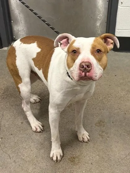 A young medium-sized male White / Cream Pit Bull Terrier dog named Ben for adoption in Cleveland, OH