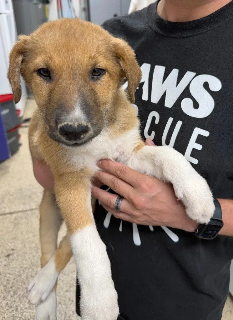 A baby medium-sized male Shepherd dog named Sam for adoption in Saint George, UT