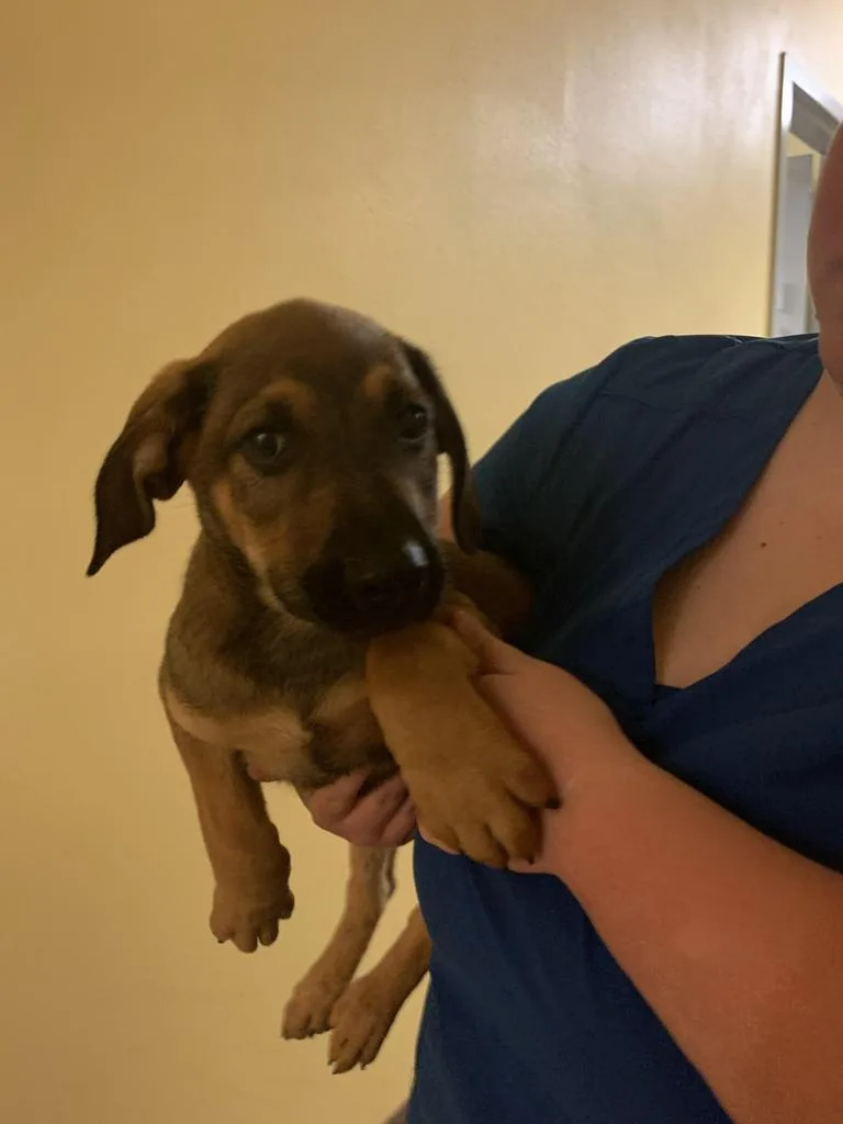 A baby medium-sized male Mixed Breed dog named Winston for adoption in Florence, SC
