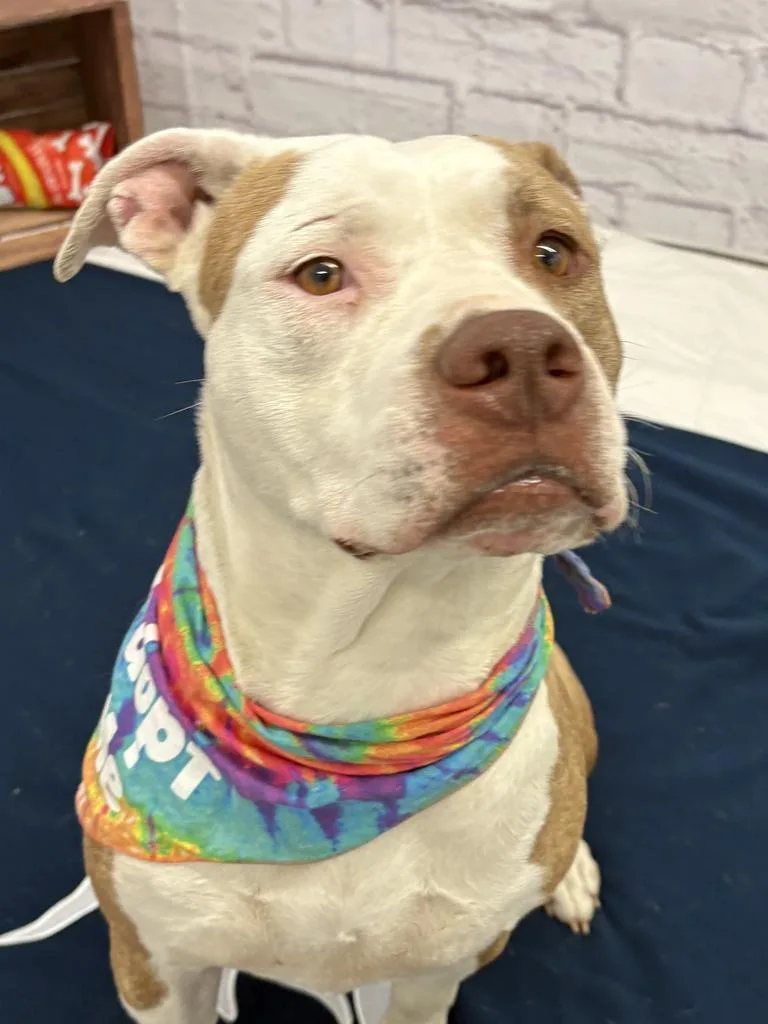 An adult large-sized female Mixed Breed dog named Coco for adoption in Detroit, MI