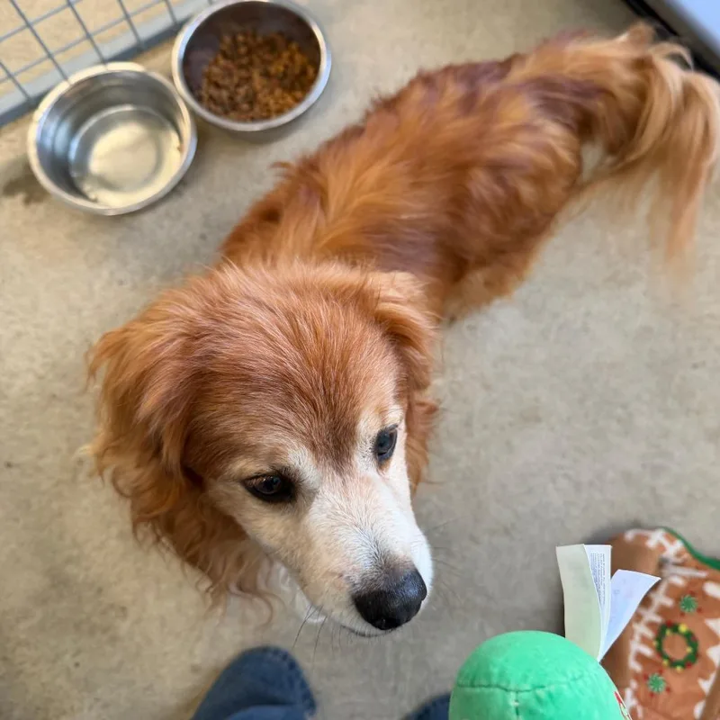 Carhartt thumbnail 3