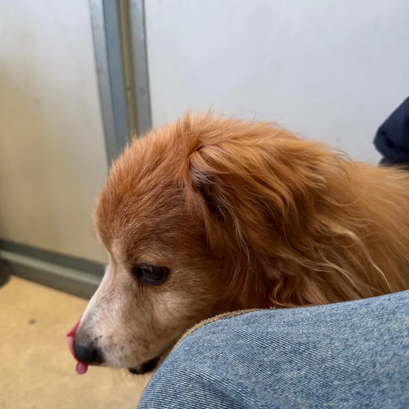 Carhartt thumbnail 4