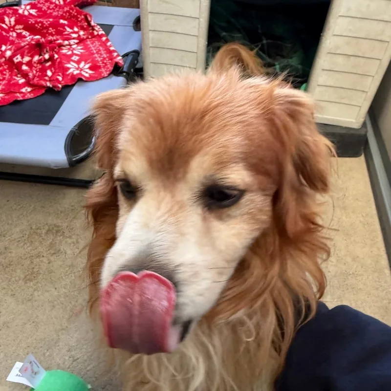 Carhartt thumbnail 5