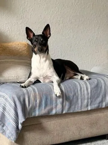 A young medium-sized male Basenji dog named Gamble for adoption in New Smyrna Beach, FL