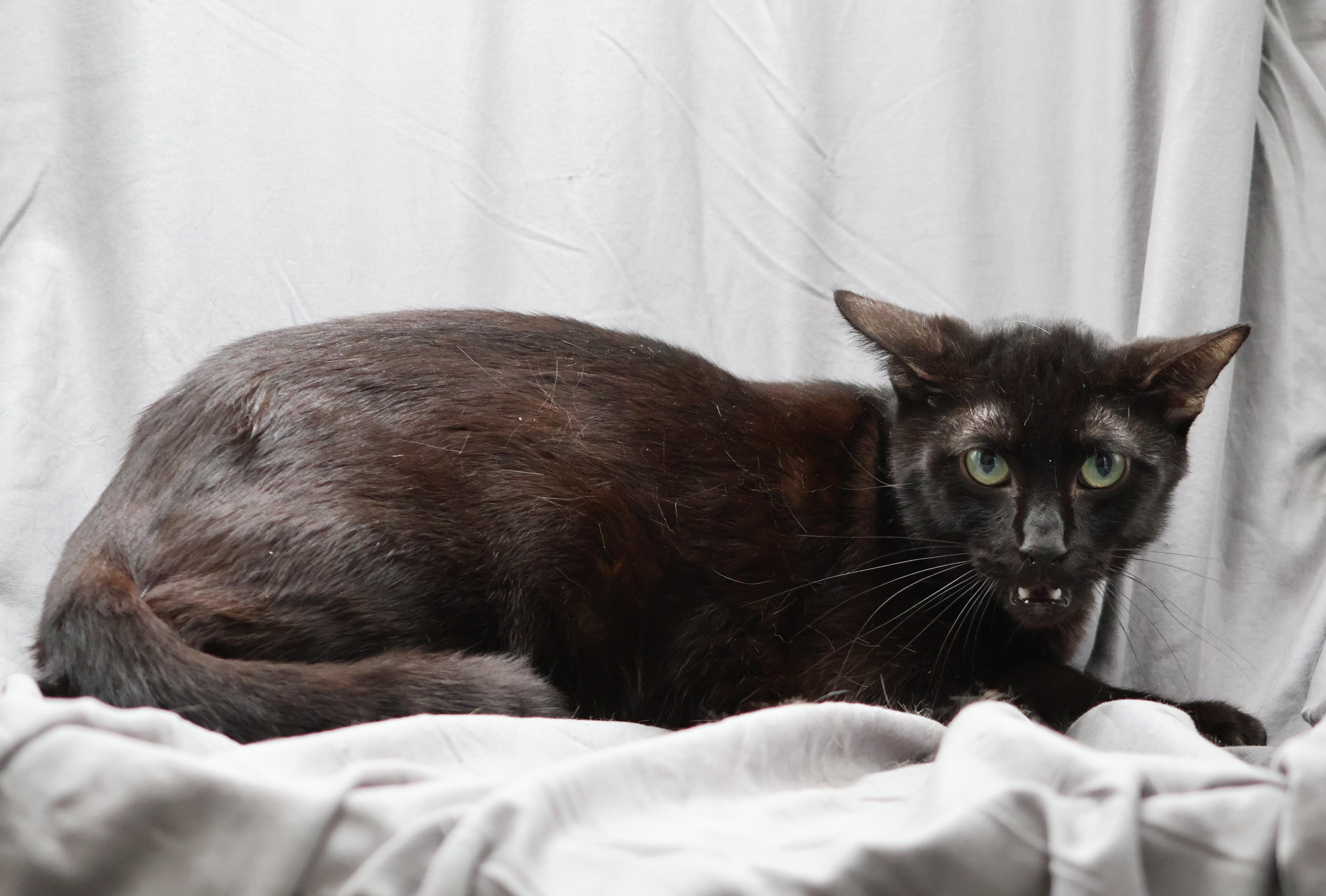 An adult large-sized male Bombay cat named Cosmo for adoption in Appling, GA