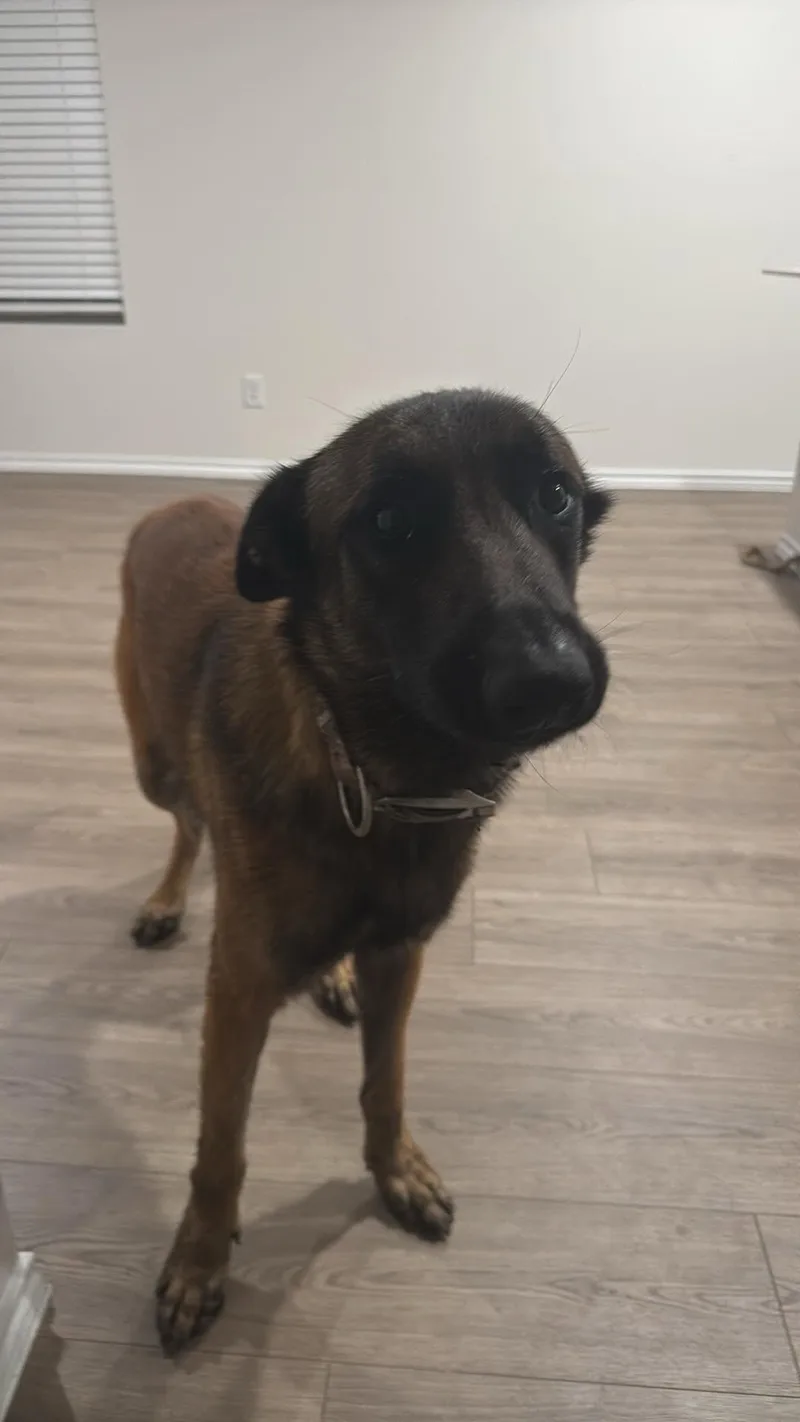 An adult large-sized male Belgian Shepherd / Malinois dog named Rocky for adoption in Lockhart, TX