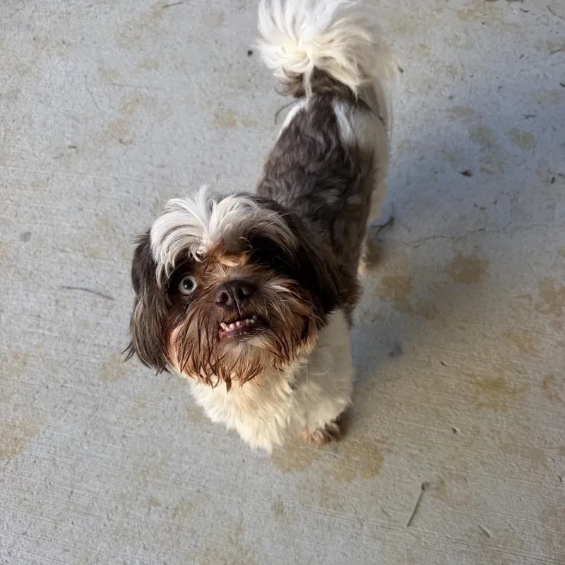 An adult small-sized male Gray / Blue / Silver Shih Tzu dog named Bobby for adoption in Baton Rouge, LA