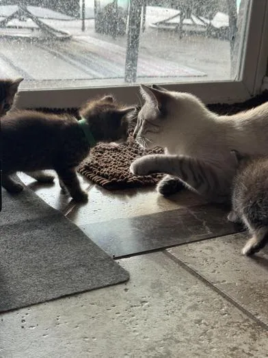 A baby medium-sized male Tabby (Gray / Blue / Silver) Domestic Short Hair cat named Bruno for adoption in Liverpool, TX