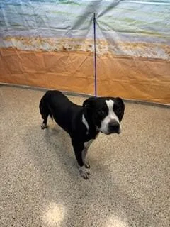 A young large-sized male Terrier dog named Congo for adoption in Miami, FL