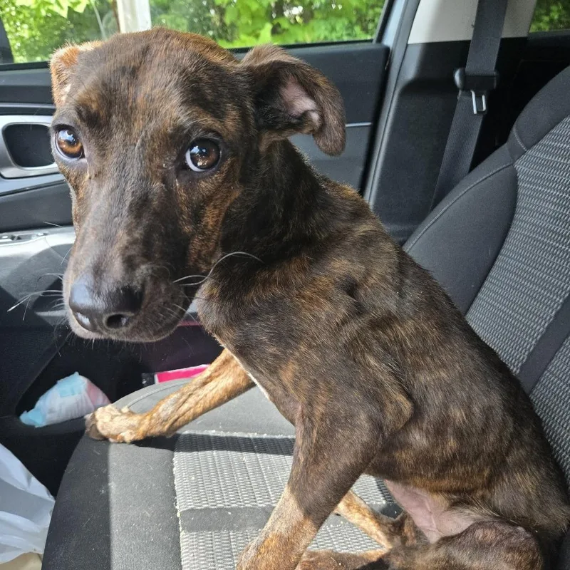 A young medium-sized male Brindle Pit Bull Terrier dog named Meeko for adoption in Greensboro, NC