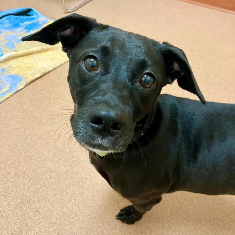 An adult medium-sized female Mixed Breed dog named Roxann for adoption in Saratoga Springs, NY