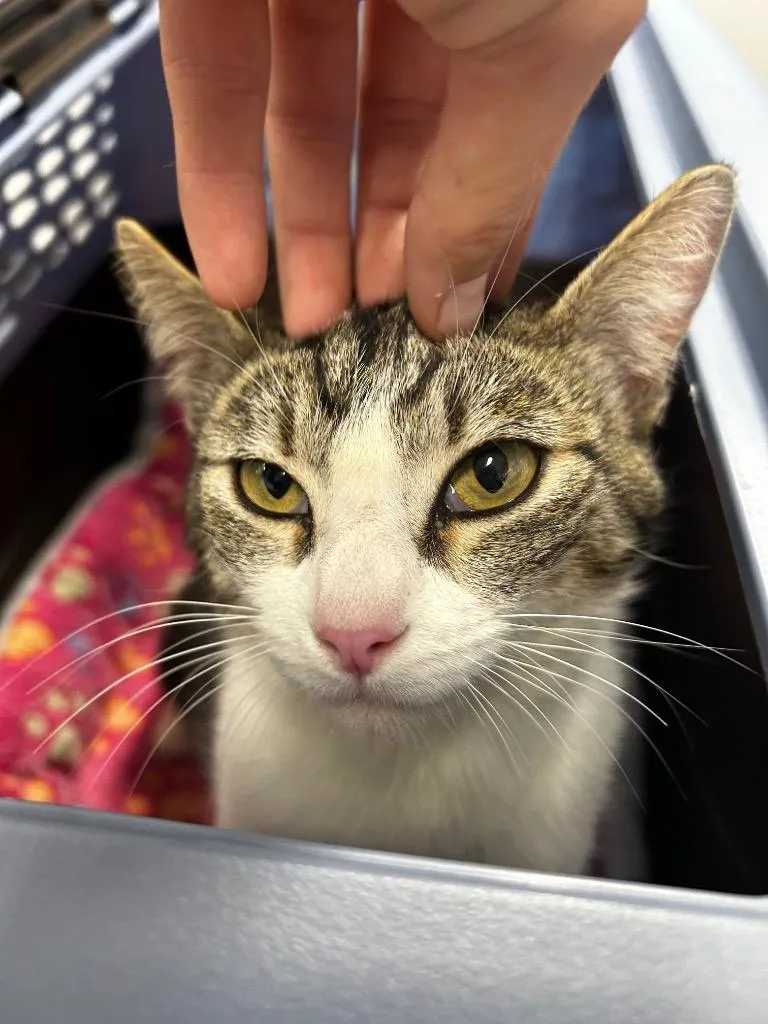 An adult small-sized female Domestic Short Hair cat named Melon for adoption in Thousand Oaks, CA
