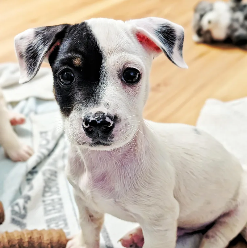 A baby small-sized male Jack Russell Terrier dog named Jojo for adoption in Eustis, FL