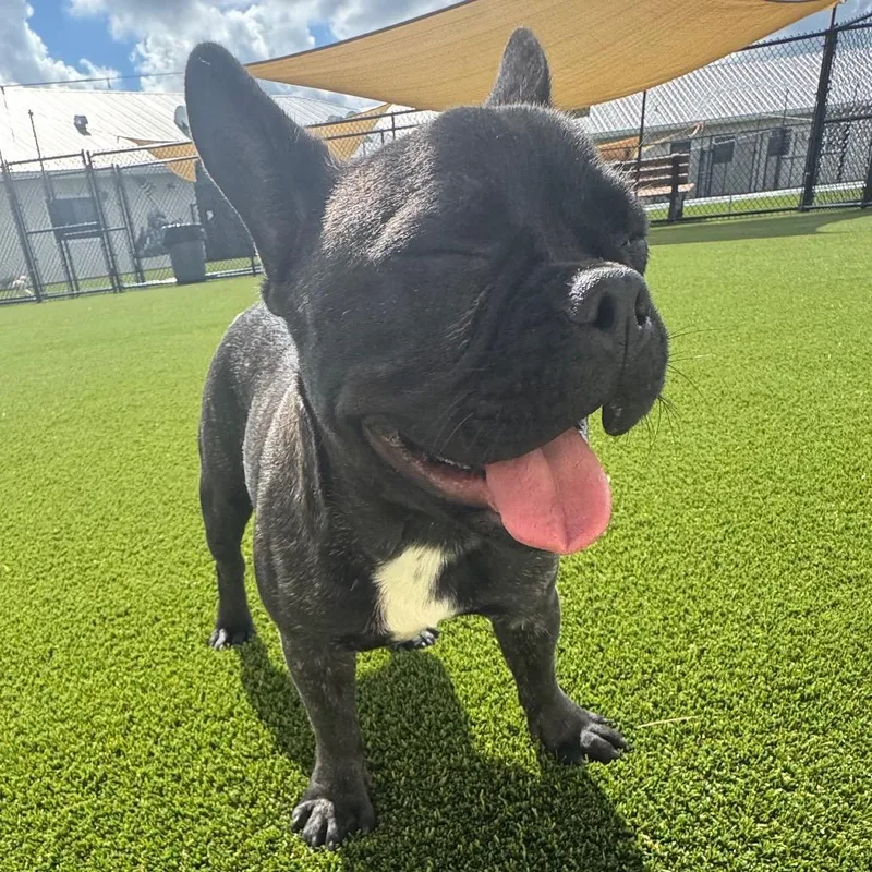 A young small-sized male Gray / Blue / Silver French Bulldog dog named Batman for adoption in LOXAHATCHEE, FL