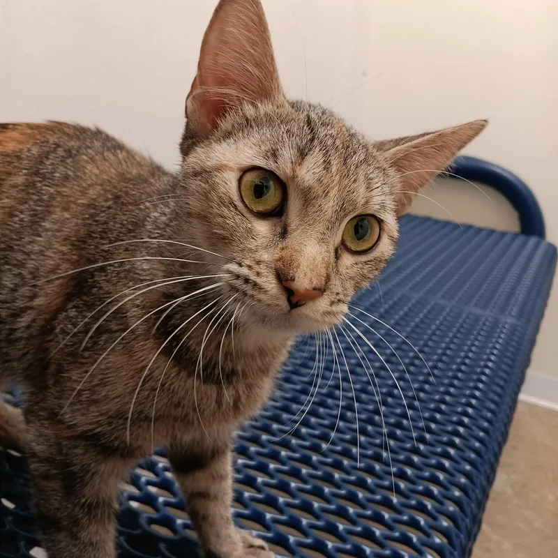 A young large-sized female Torbie Domestic Short Hair cat named Nancy for adoption in Springfield, IL