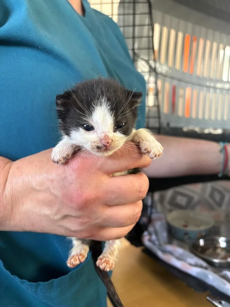 A baby small-sized female Domestic Short Hair cat named Shadow for adoption in Ewing, NJ