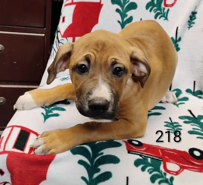 A baby medium-sized female White / Cream Labrador Retriever dog named Autumn for adoption in New Lexington, OH