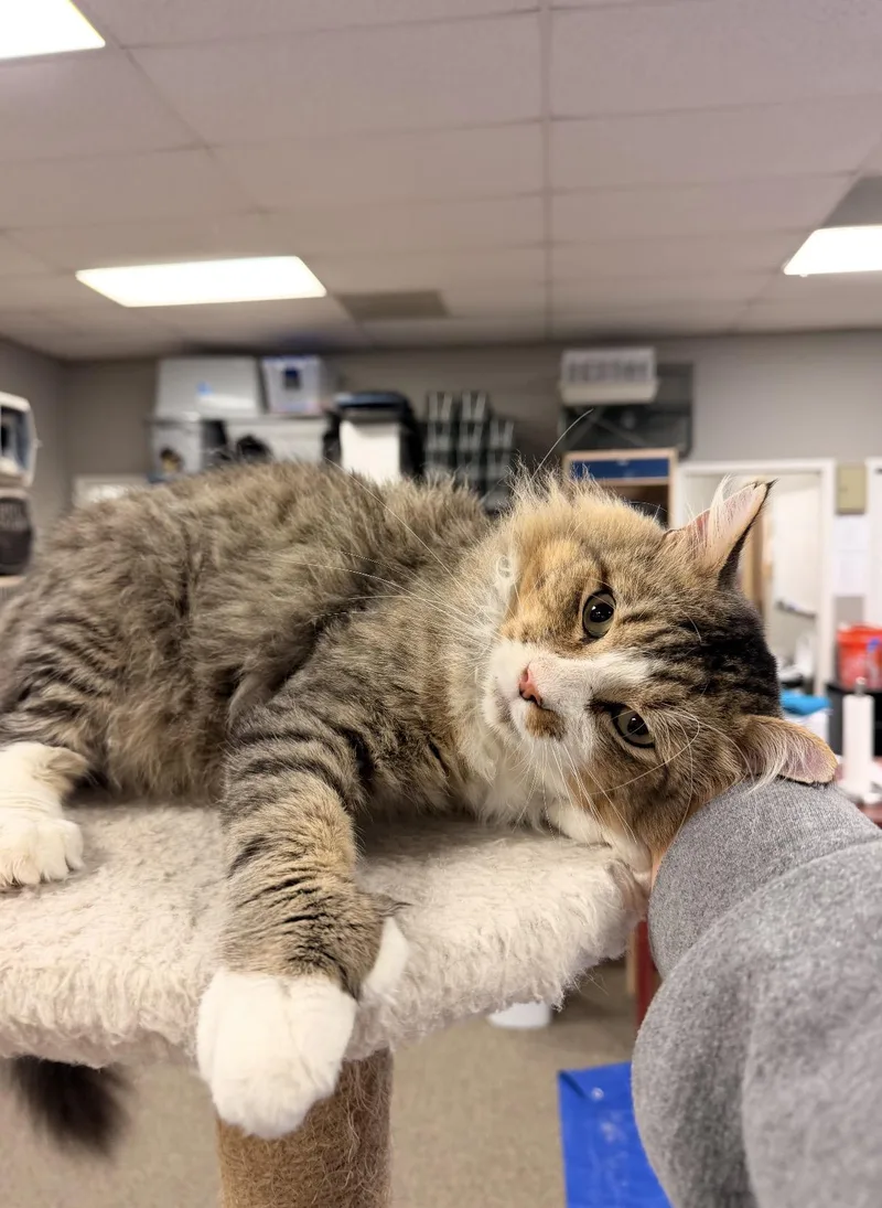 An adult large-sized male Buff & White Domestic Long Hair cat named AnTOEnio for adoption in Batesville, AR